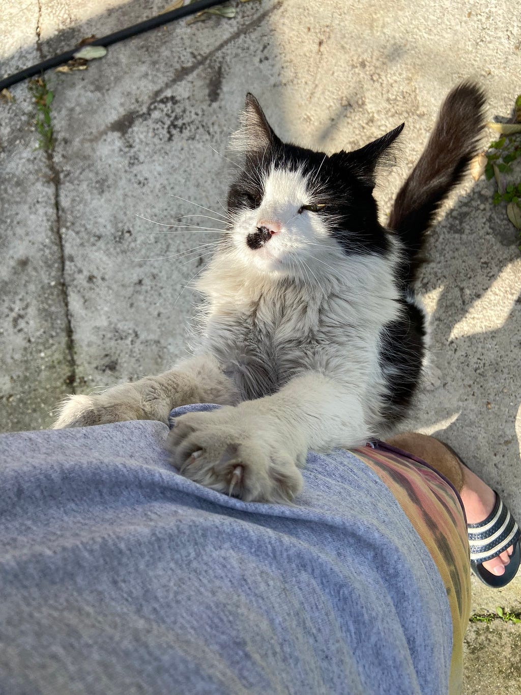 a big dog doing a big claw on my little leg