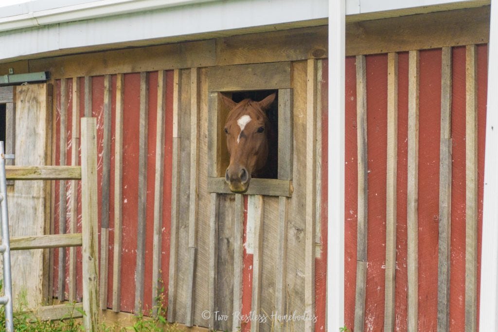 Horse peeking out of barn at Painted Bar Stables NY