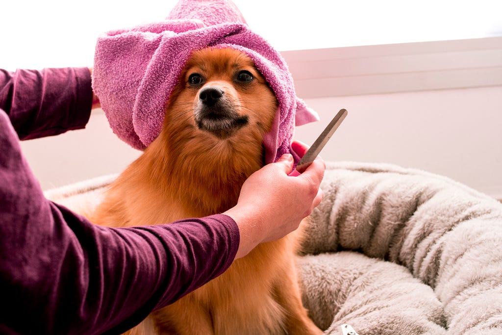 The owner giving his dog some selfcare and personal grooming.