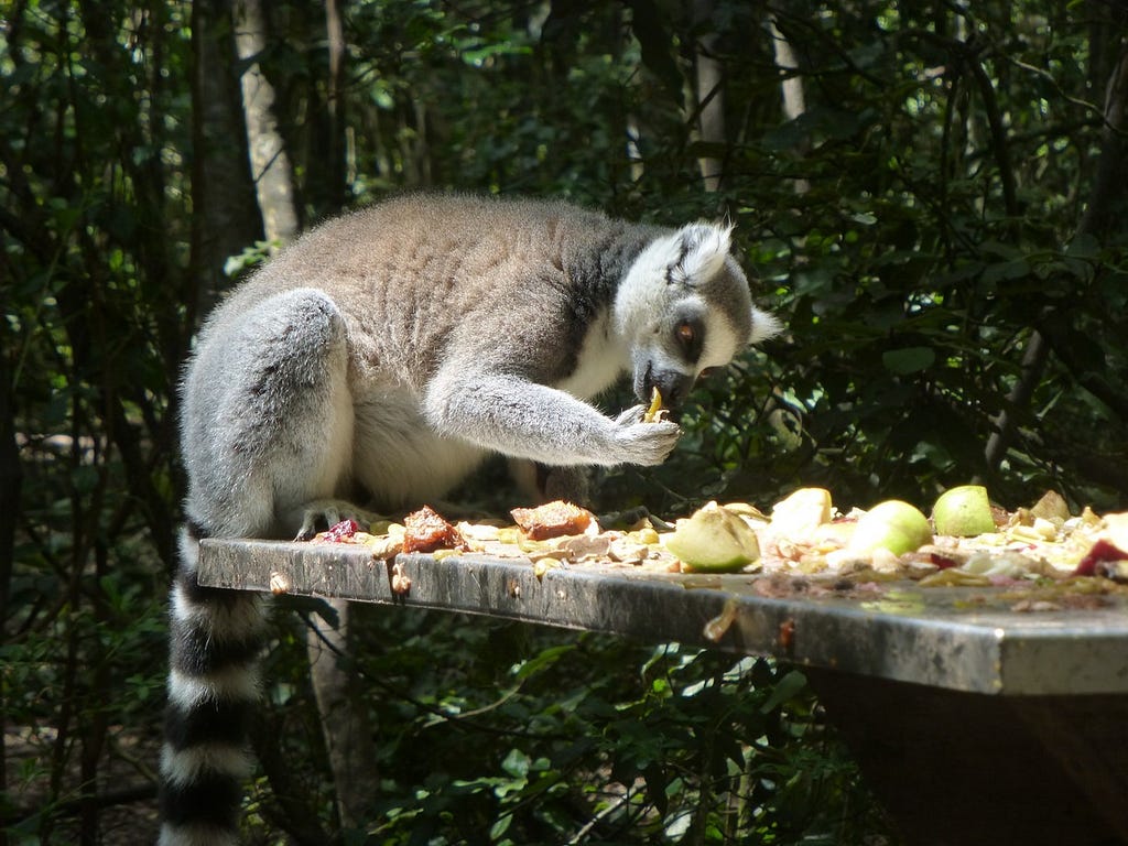 Monkeyland, Plettenberg Bay