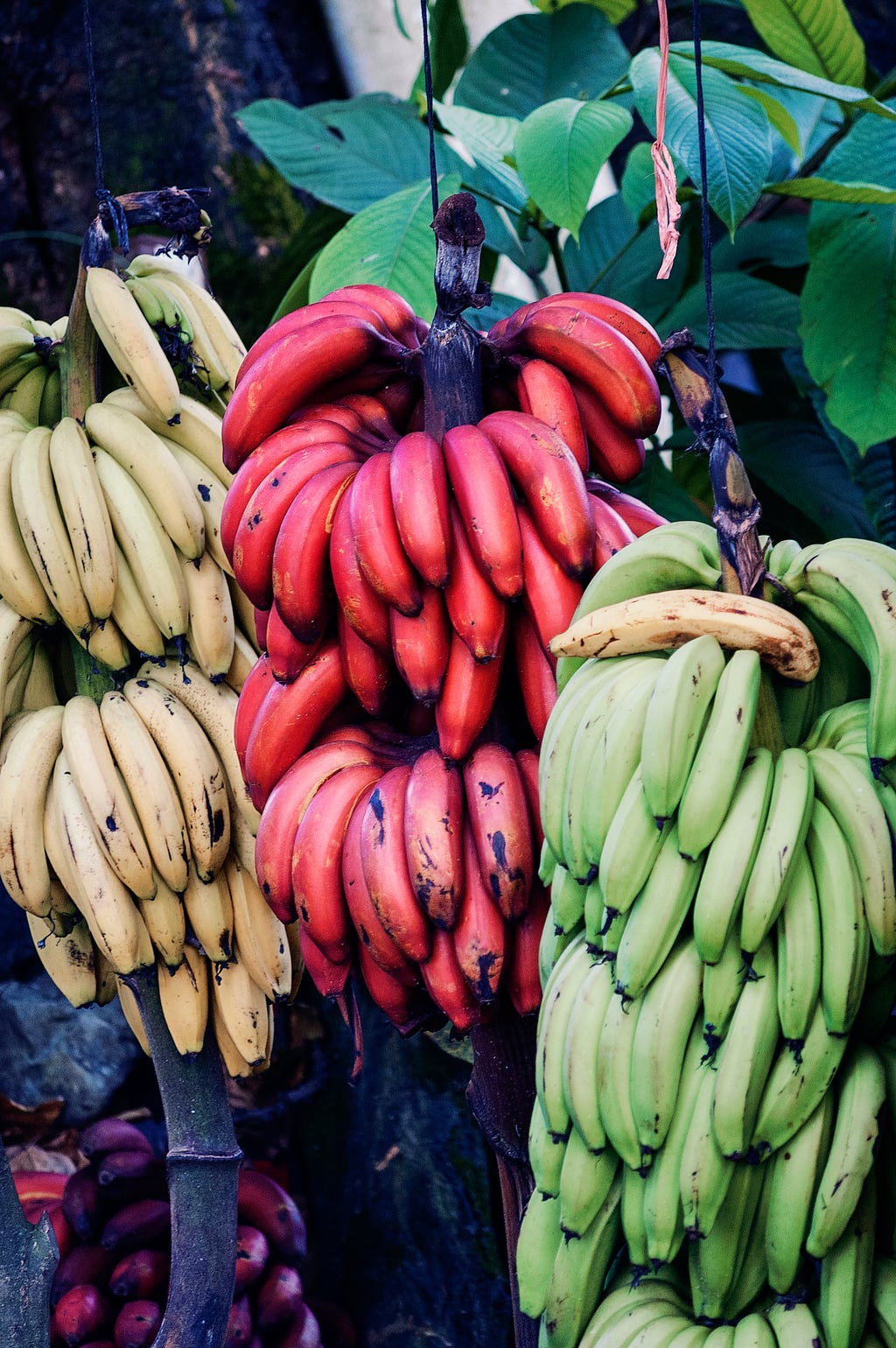 Three hanging multiple bunches of ripe yellow, red and green bananas, against a backdrop of big, green leaves of a plant