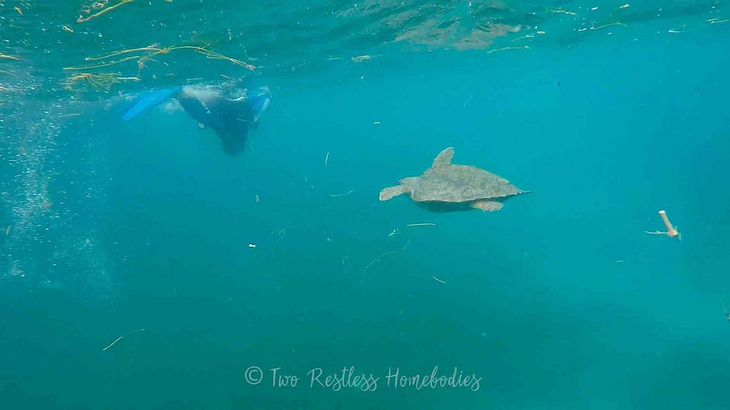 Snorkeling with a lagerhead and snorkel guide on Silk Caye reef