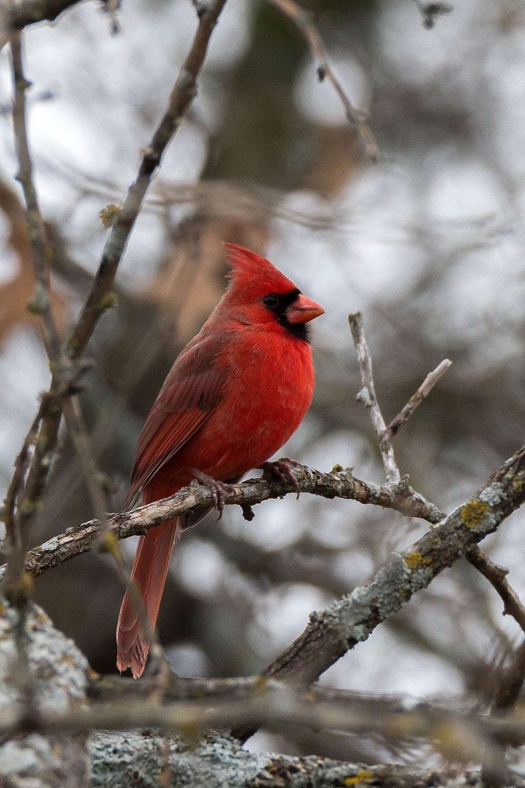 red bird in tree