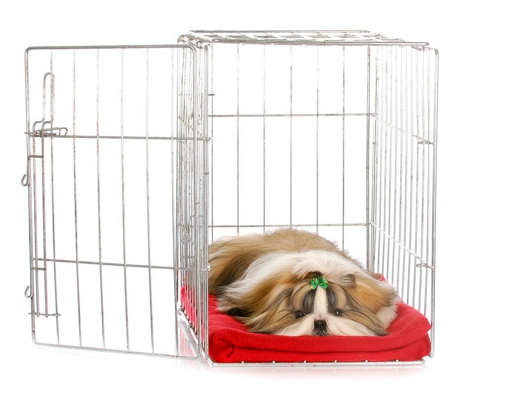 Shih Tzu puppy laying in an open dog crate on a red blanket. 