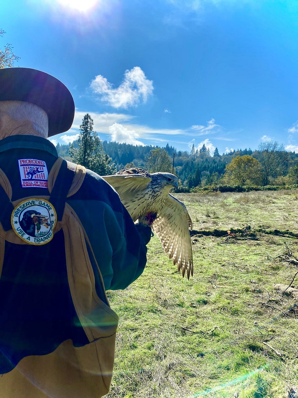 David Peterson training female gyrfalcon using falconry techniques