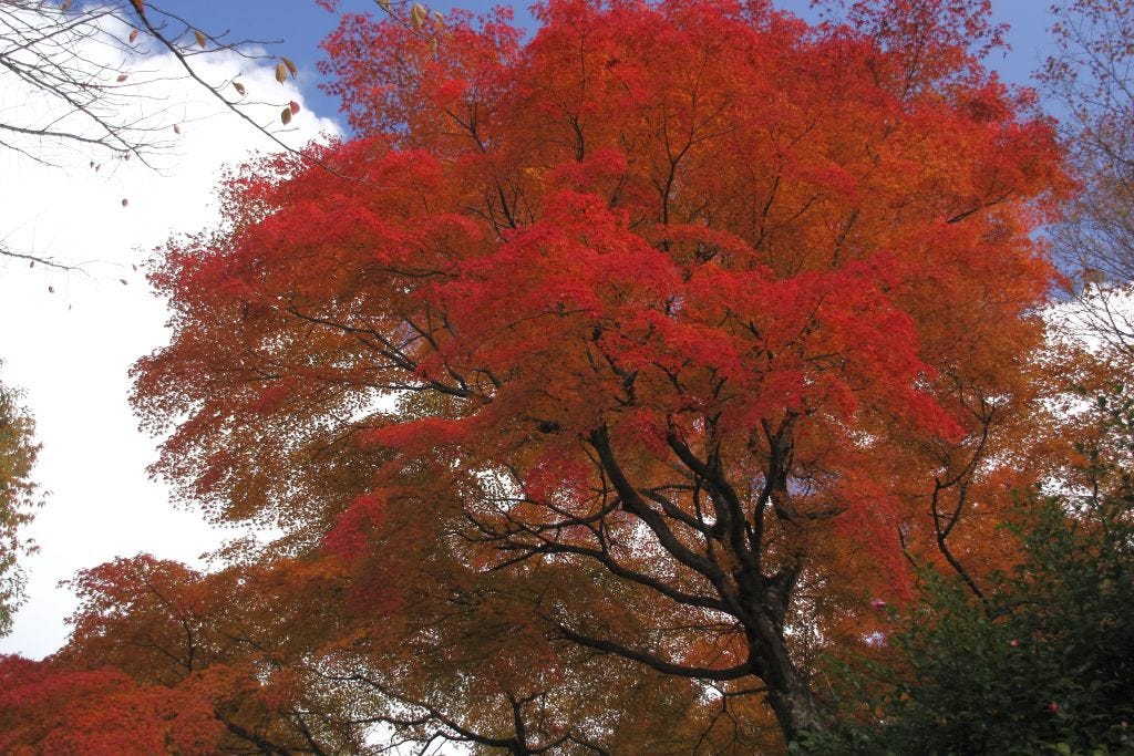 Repair techniques for Red Maple