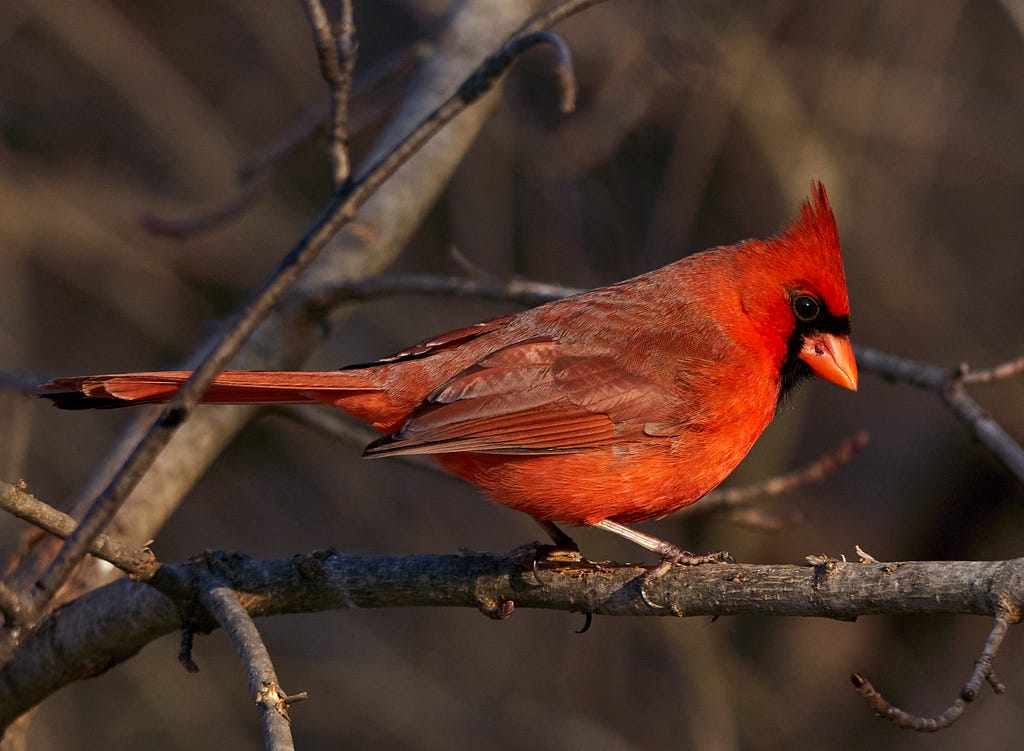 Photo of a Cardinal by Russell Sutherland on Unsplash; red crest, red body, sharply contrasting dark color around the eyes.