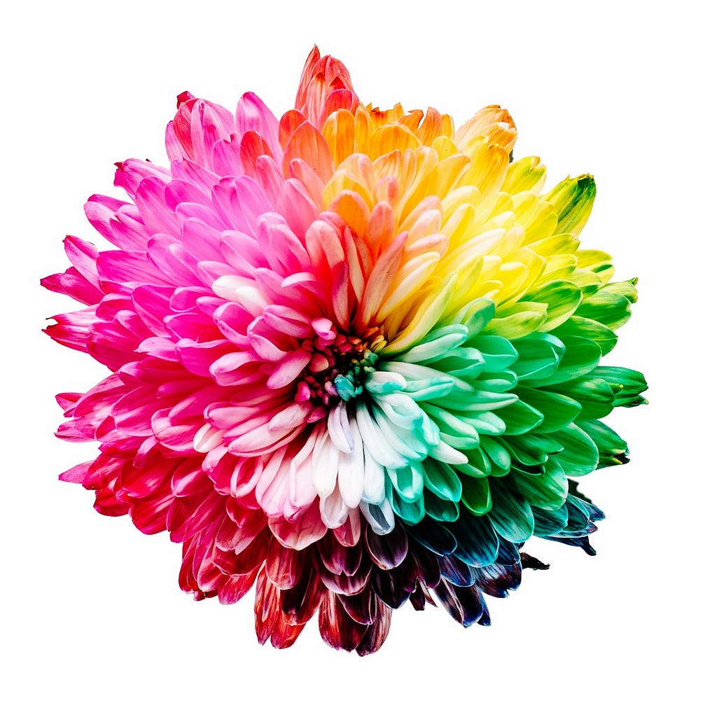 beatiful colorful flower