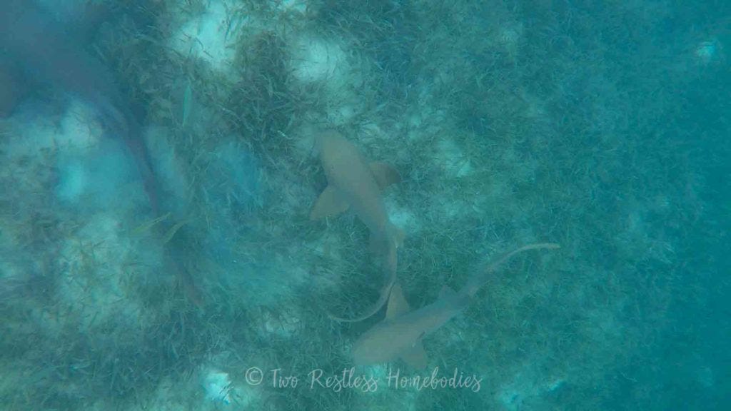 Snorkeling with nurse sharks and fish feeding on Silk Caye reef