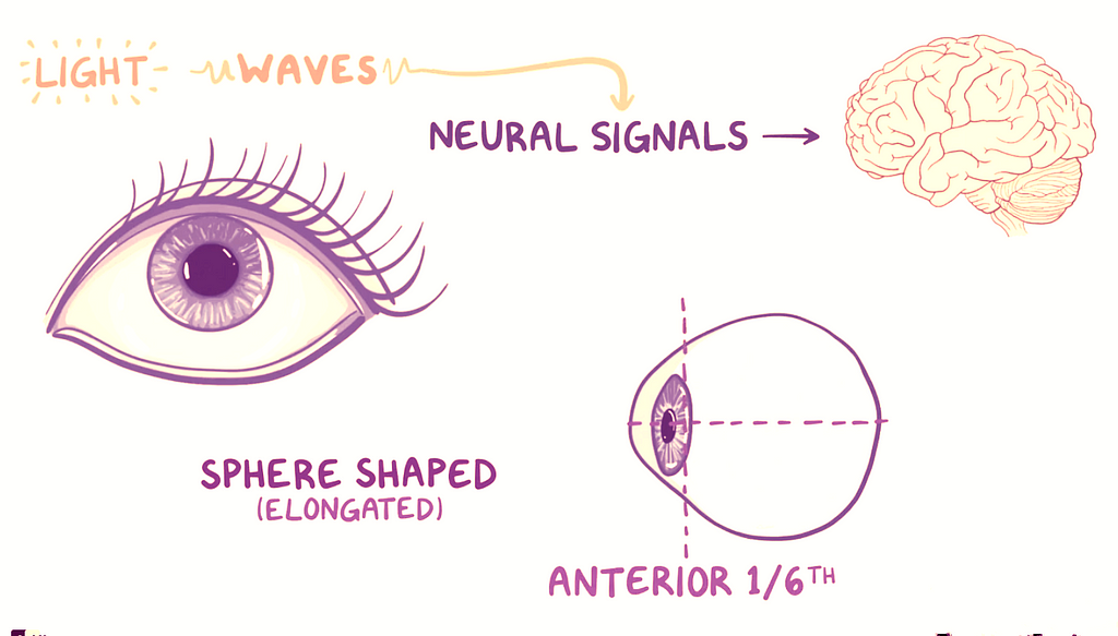 Anatomy and Physiology of the eye