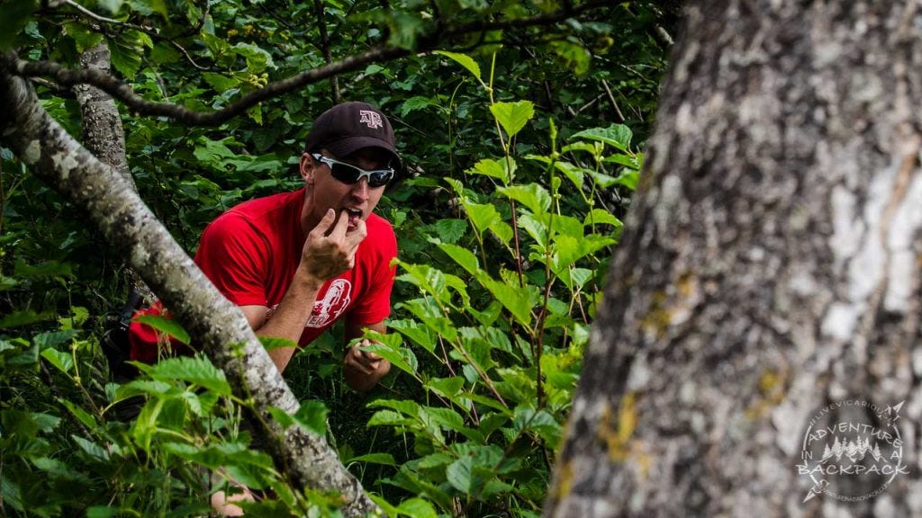 Edible berries in Alaska 