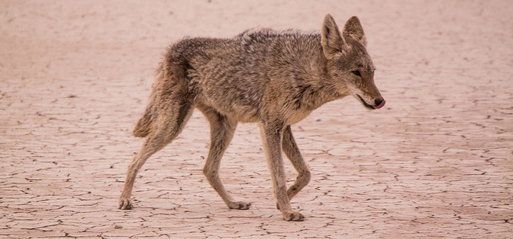 coyote on a mud flat