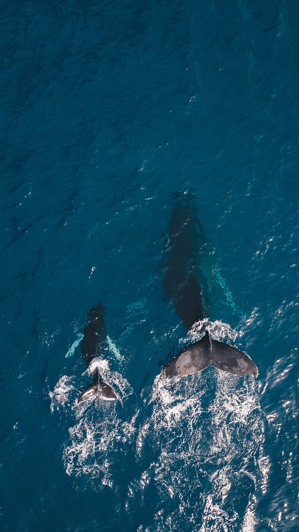 Two whales swimming side by side