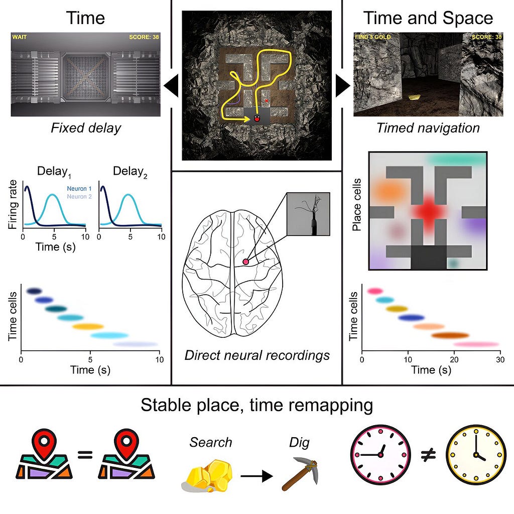 sets of neurons work i zaman ve mekan,Mekan hücreleri