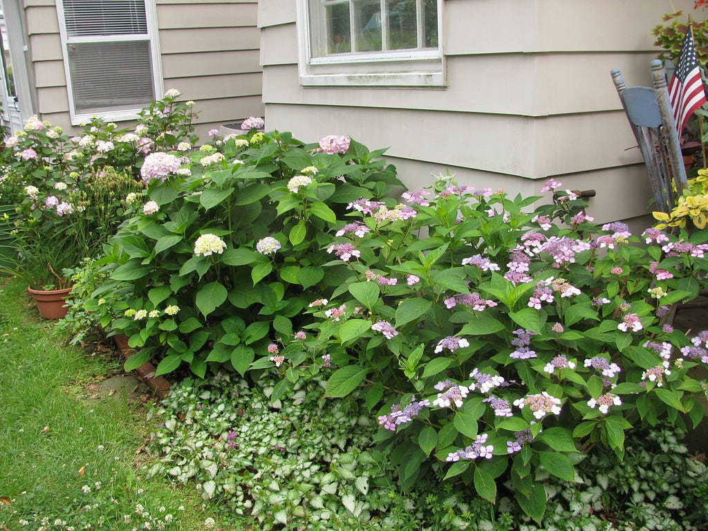 Hydrangeas 712017 Hydrangeas, Garden, Plants, Garten, Lawn And Garden