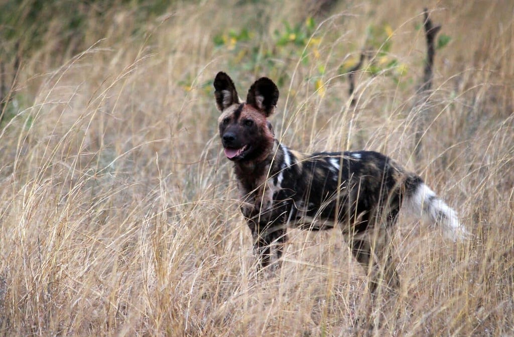 Kudu's Unbelievable Fight