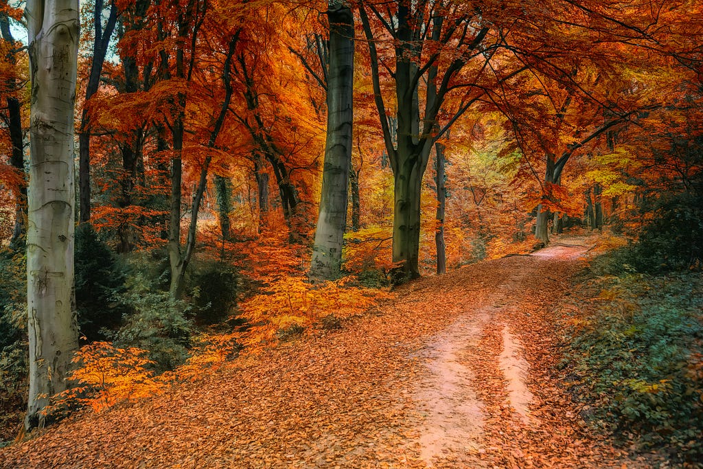 Golden carpet of autumn leaves on a clay road .