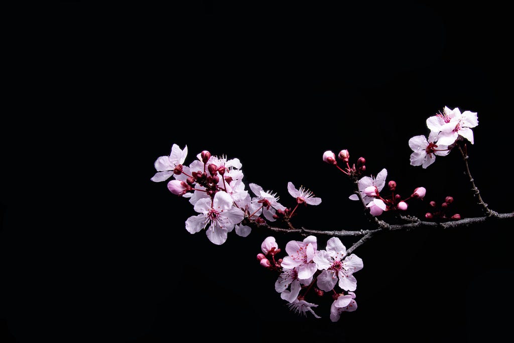 A branch of blooming cherry blossoms against a plain black background