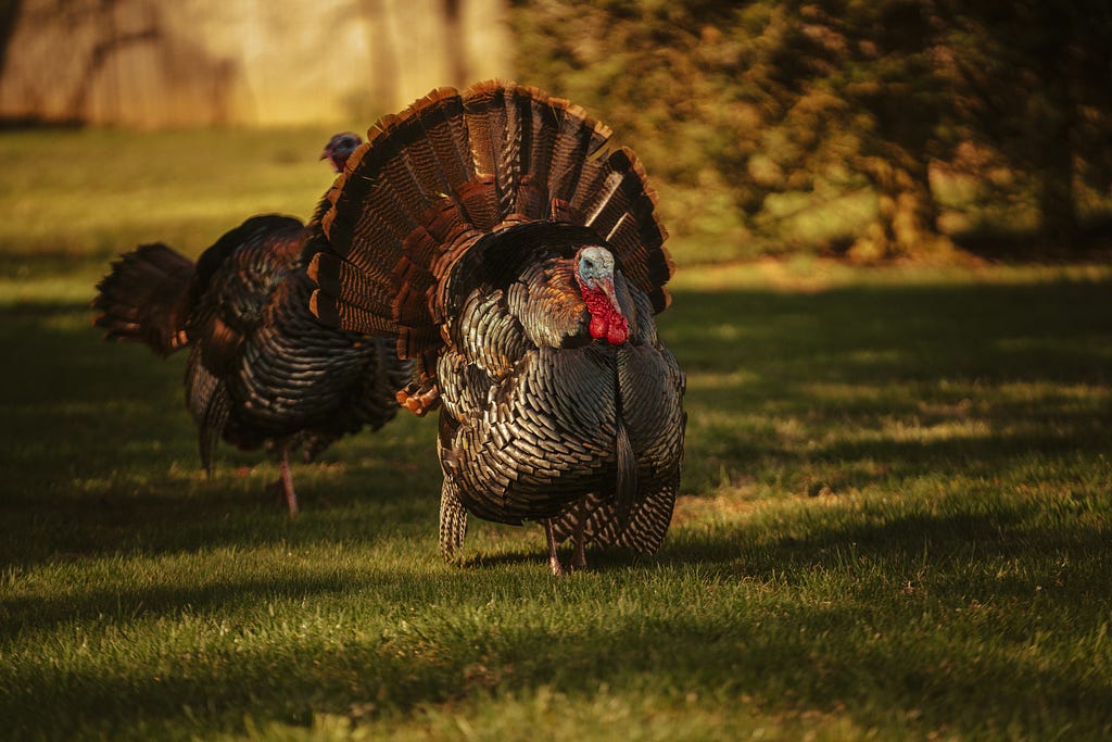 Pasture raised turkey farm. Male turkey struts across pasture with his feathers splayed.