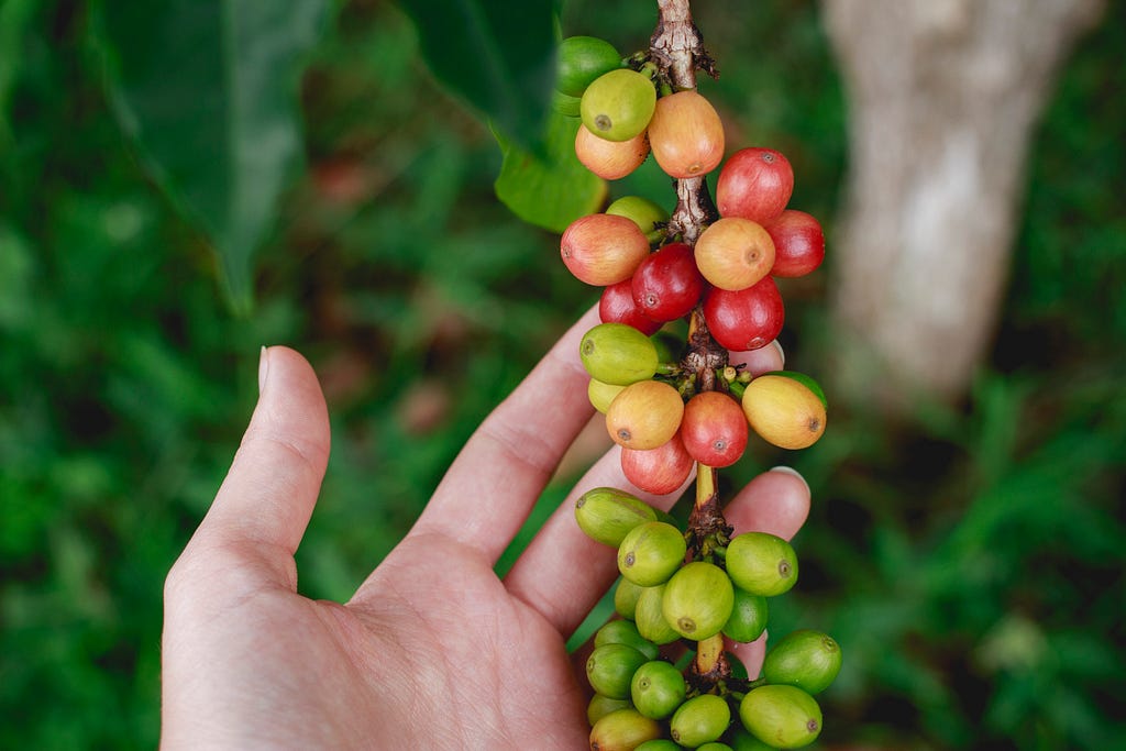 Person holding coffee berries on tree