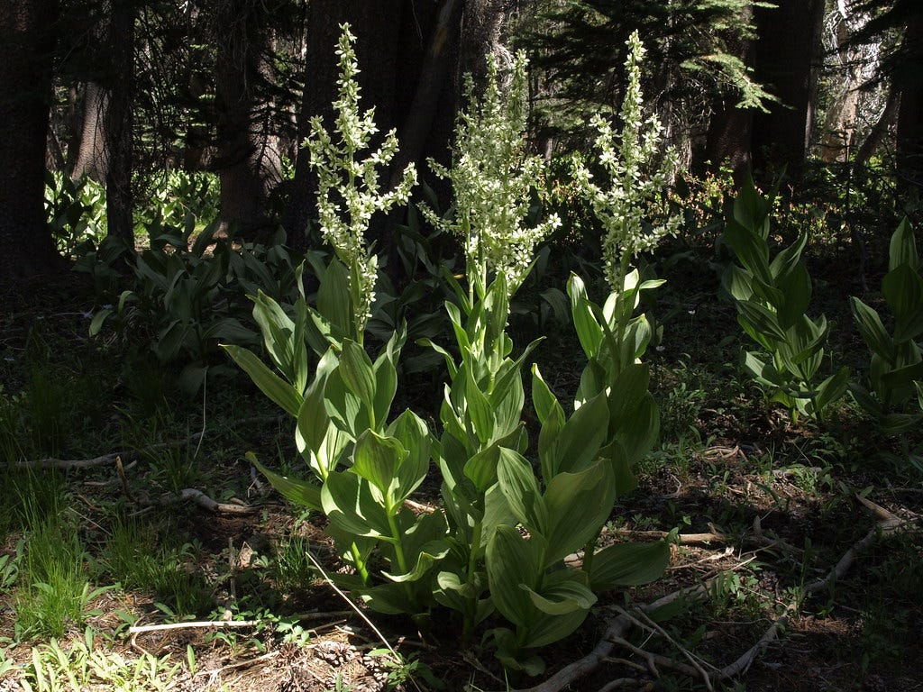 “cornlily, Veratrum californicum” by Jim Morefield is licensed under CC BY-SA 2.0