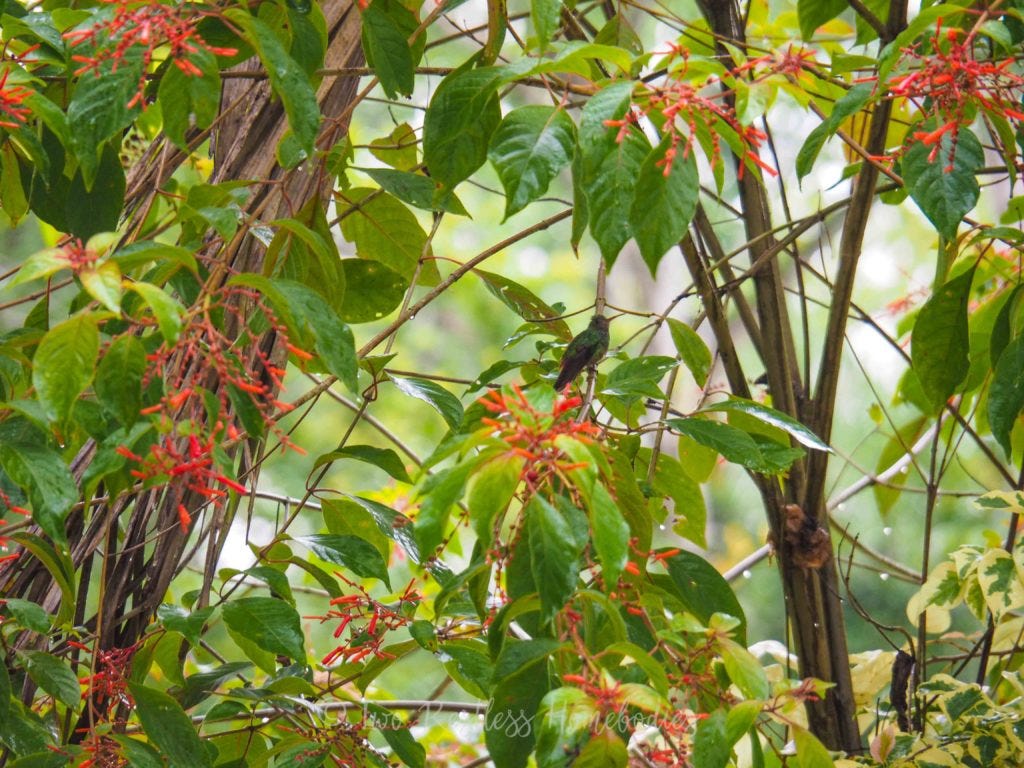 Caves Branch bird watching rufous tailed hummingbird