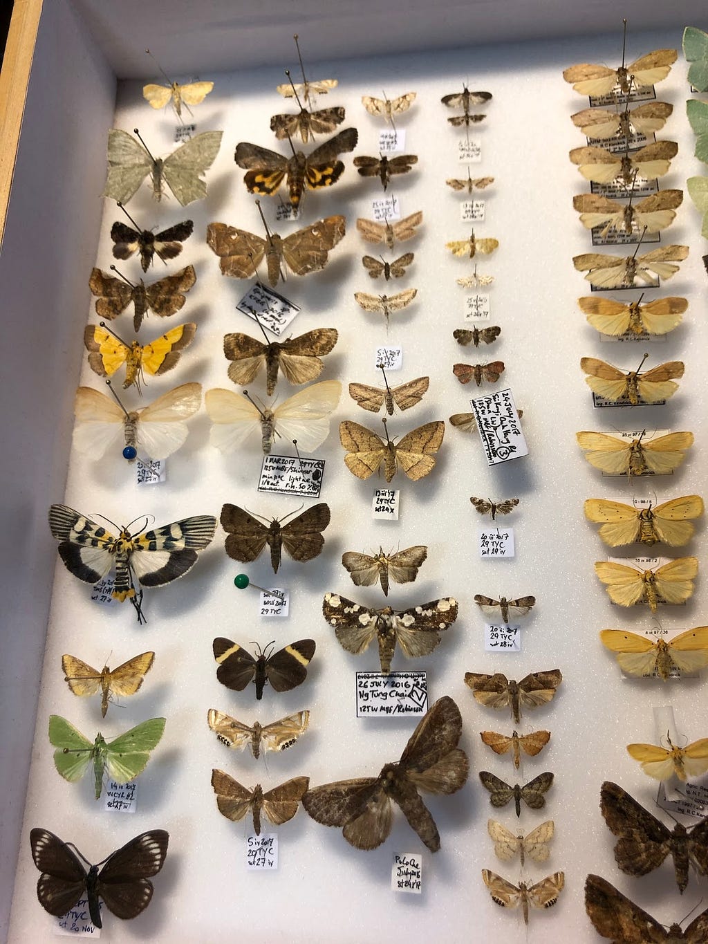 A case of a variety of Hong Kong moths in Dr. Roger Kendrick’s collection with tags showing information about each specimen.