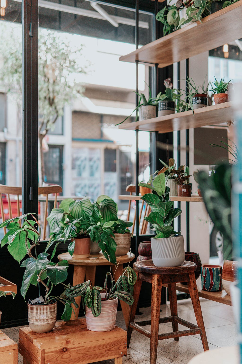 A store front with a decent amount of green house plants.