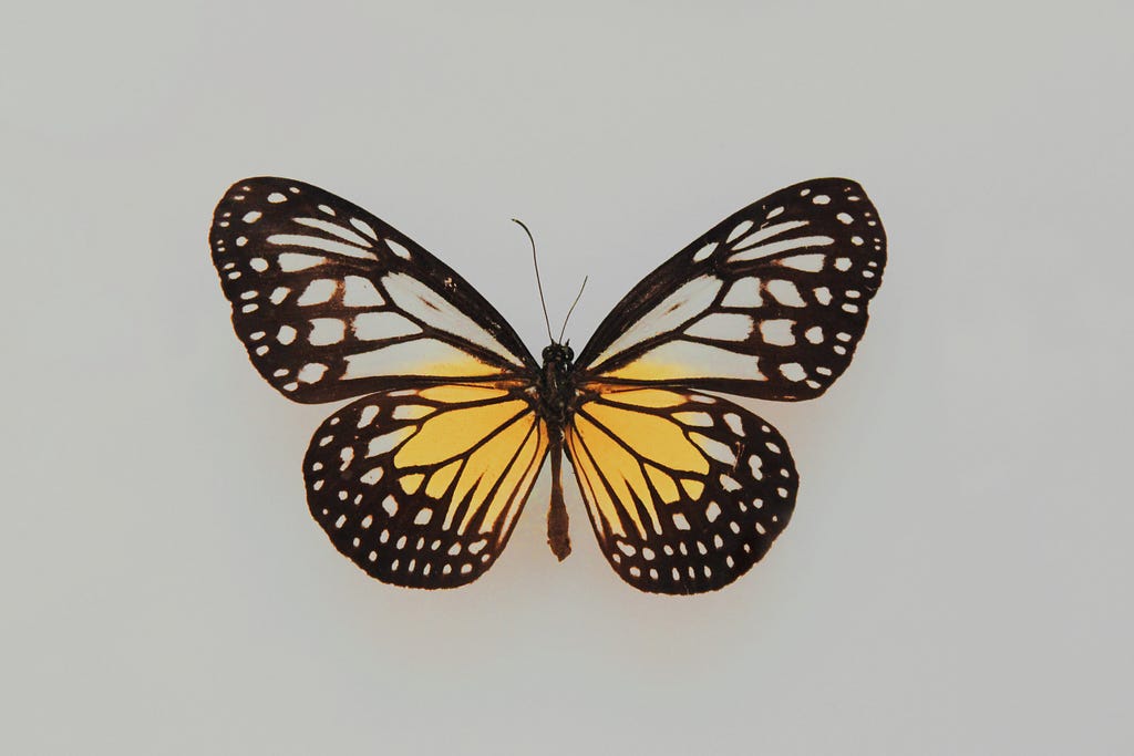butterfly, relationships, psychology,