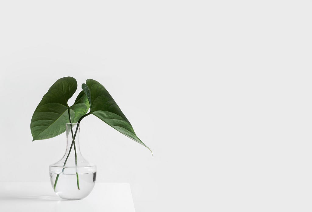 A picture of a transparent flower vase with two large leaves of a plant in the backdrop of a white background with nothing else around the vase. The crisp, white and clutter-free picture depicts minimalism.