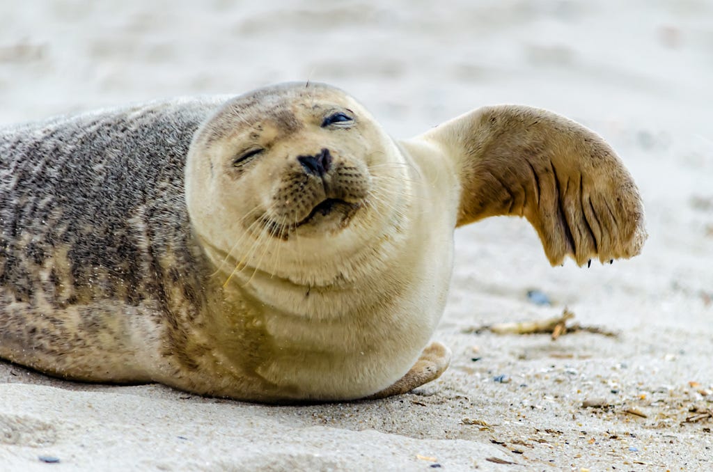 A friendly seal on the beach