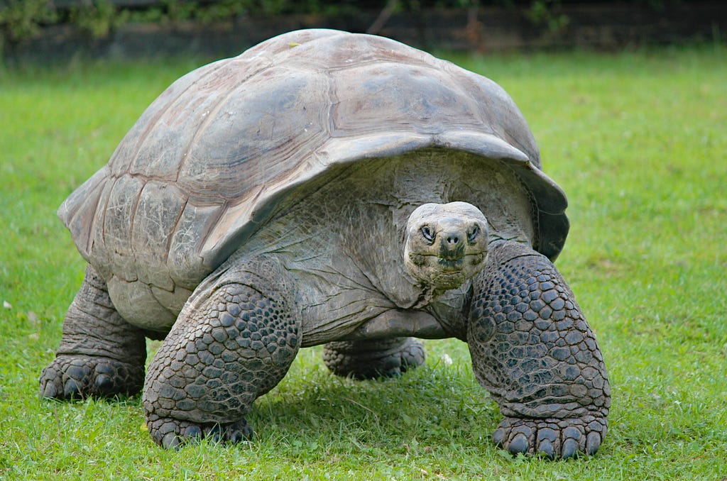 A big tortoise ambles toward the screen, possibly hoping you have a banana, but certainly very determined to expand Medicaid.