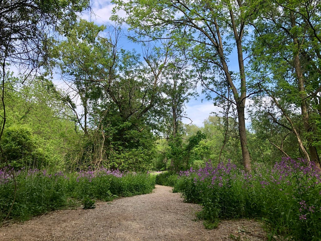 A path in the forest bordered with lilac flowers