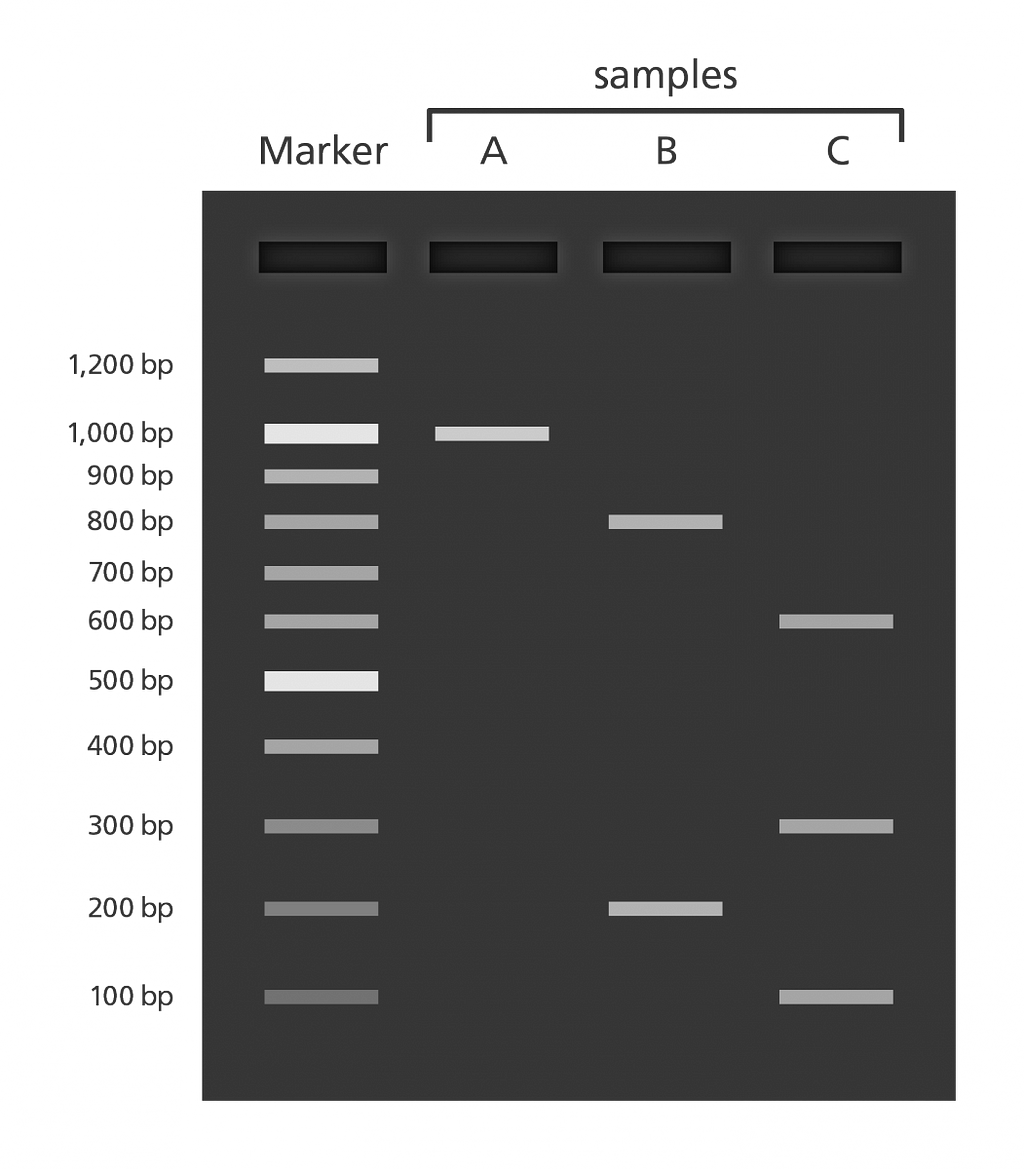 Fig 2. Gel electrophoresis result example with labeled ladder. The DNA in Sample A is 1,000 base pair (bp) long; Sample B has two groups with lengths 800bp and 200bp; Sample C has 600bp, 300bp, and 100bp long samples.