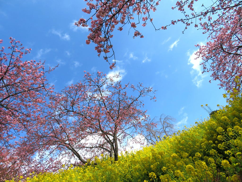 Yellow rapeseed flowers with pink cherry blossoms.