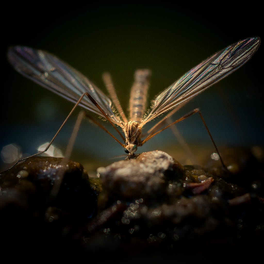 a mosquito sitting on a rock