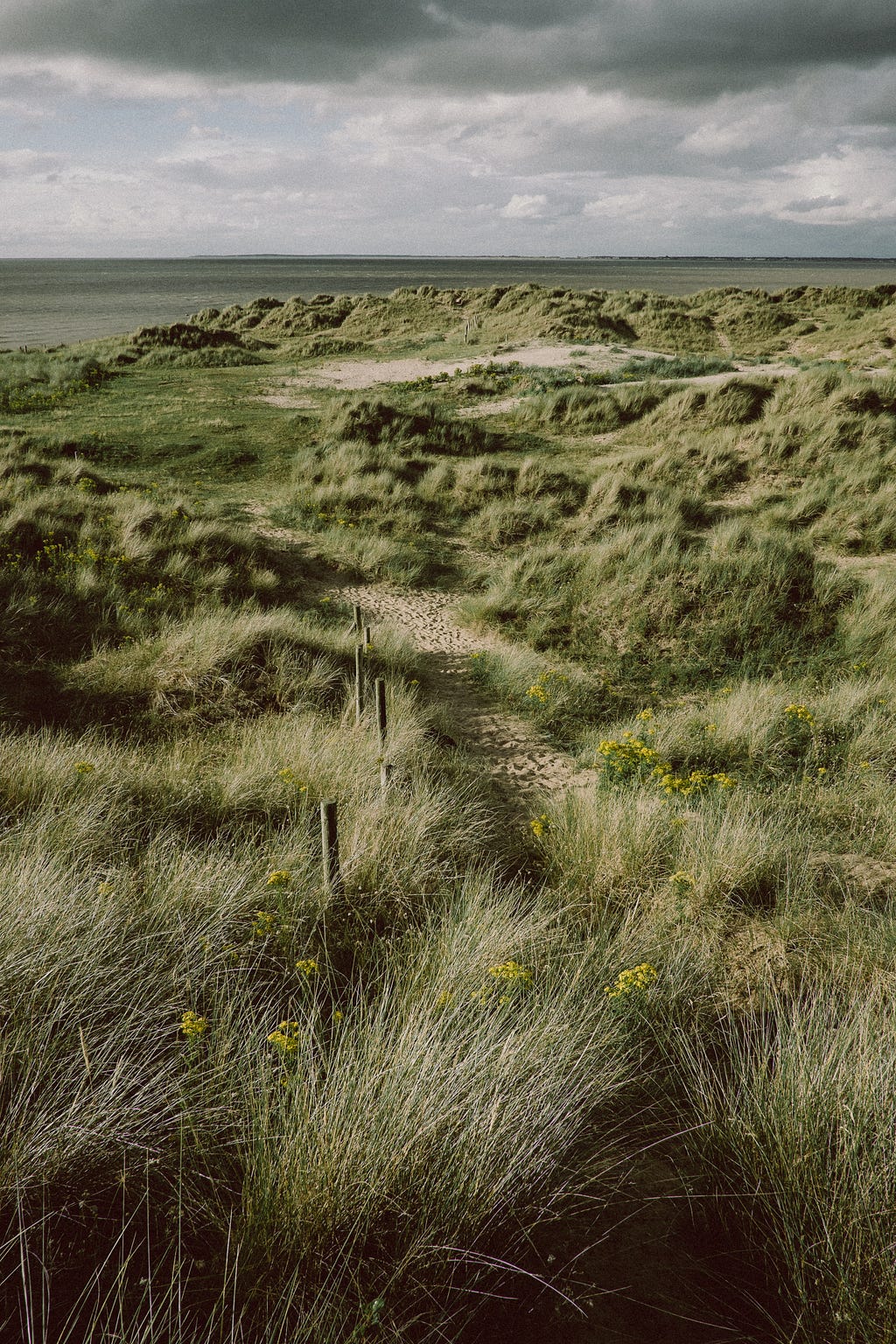 The long grass you’ll find on a Scottish golf course.