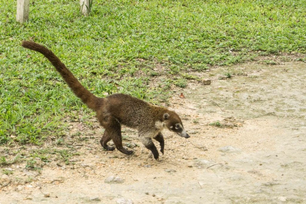 Koatamundi running, Tikal Guatemala