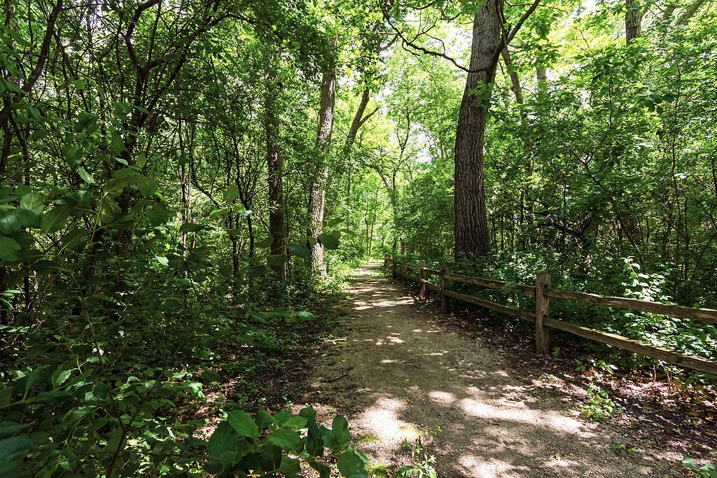 A serene forest trail bordered by wooden fencing, leading through a thicket of trees and lush greenery. The canopy of leaves above allows dappled sunlight to reach the forest floor, highlighting the natural beauty of Waukesha County, Wisconsin. The path, composed of compacted earth, appears well-trodden, suggesting it’s a popular route for walkers, hikers, or nature enthusiasts seeking to immerse themselves in the tranquility of the woods.