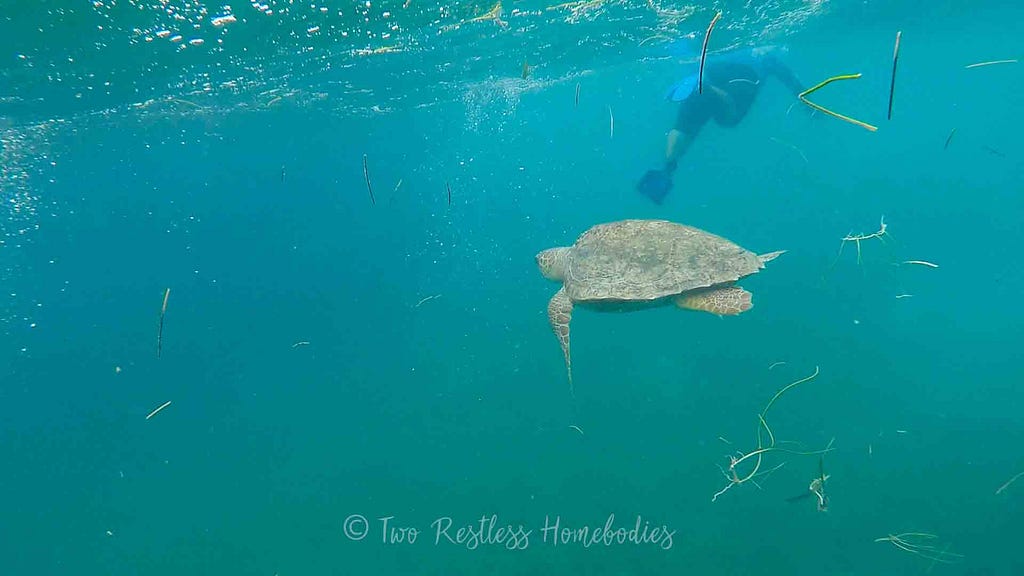 Snorkel guide and lagerhead very close near Silk Caye reef