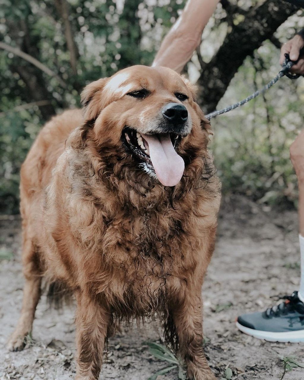 A large, fluffy golden dog gets rubs from someone walking him