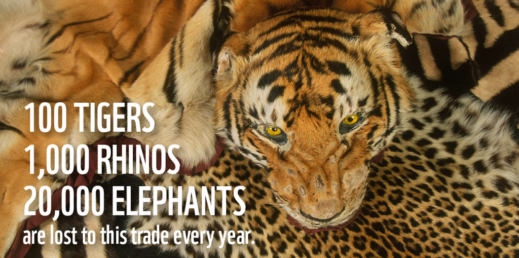 Illegal Wildlife Trade affects animals