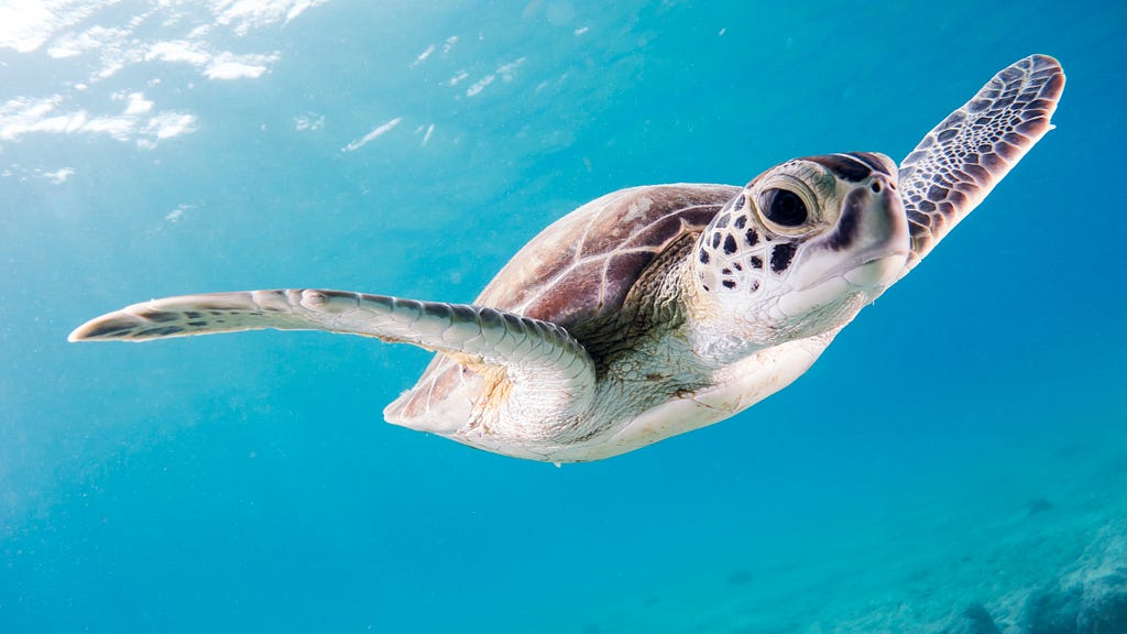 A sea turtle swimming toward the camera