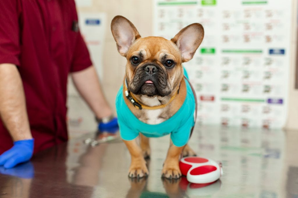 French Bulldogs With Allergies Diagnosis