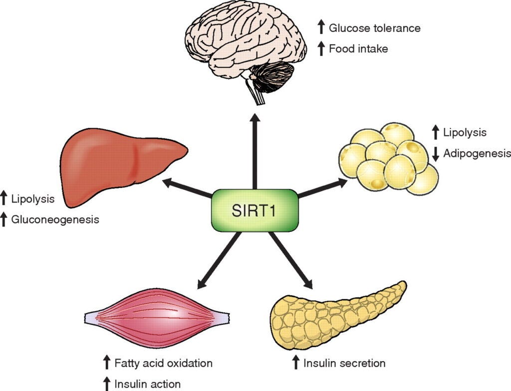 Sirtuins activation. Sirt1 and Sirt3. NMN supplementation and weight loss