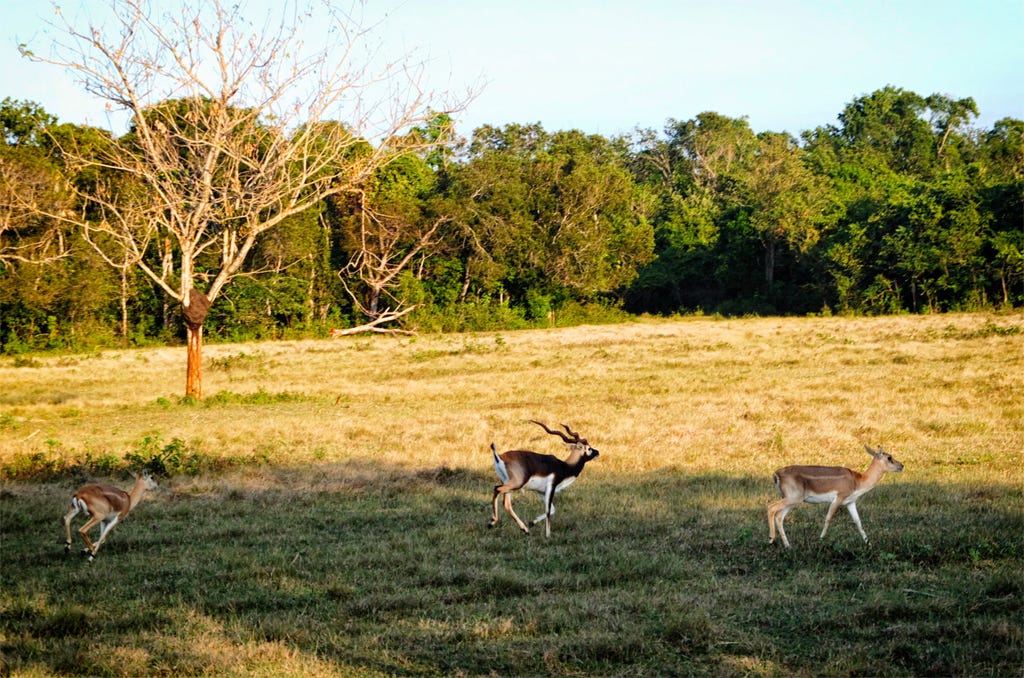 Antelopes running in Cayo Saetia