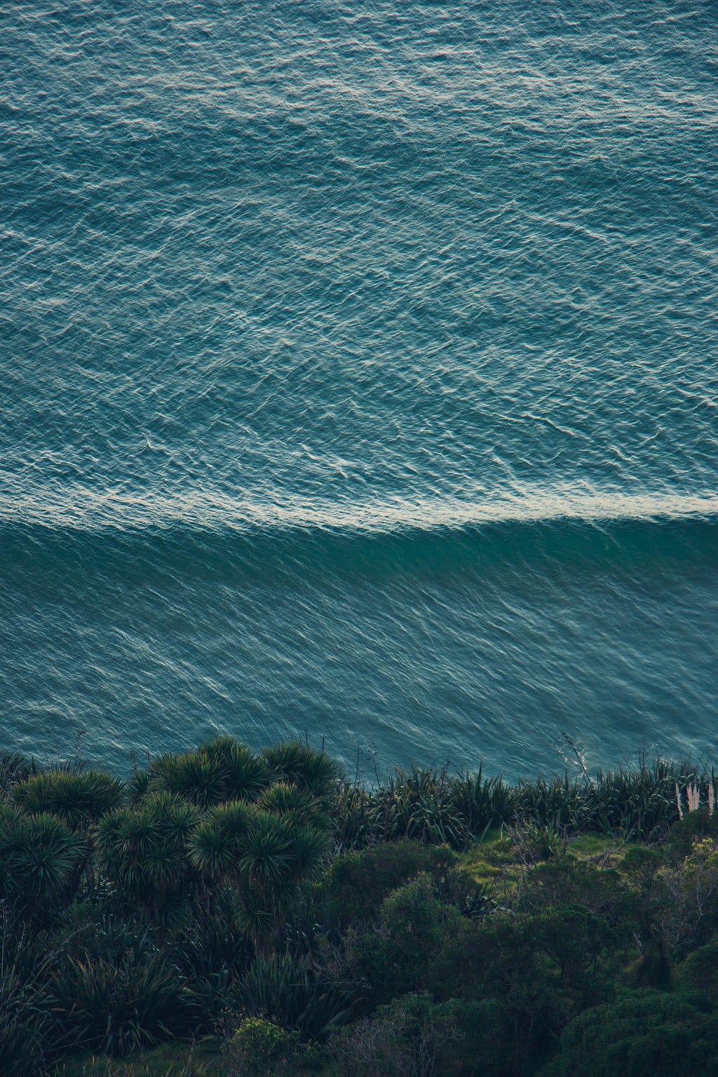 photo of ocean meeting trees