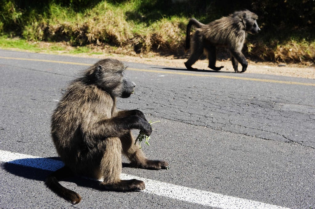 Monkeys casually occupying public roads.