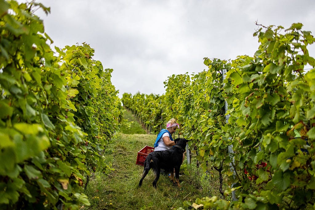 woman working in a green vineyard