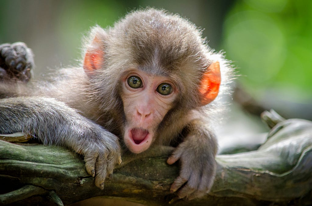 A gaping monkey.